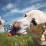 Lire la suite à propos de l’article Quelle eau donner à mon animal?