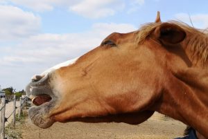 Lire la suite à propos de l’article L’emphyseme chez le cheval: 5 conseils en naturopathie animale, complémentaire aux soins vétérinaires